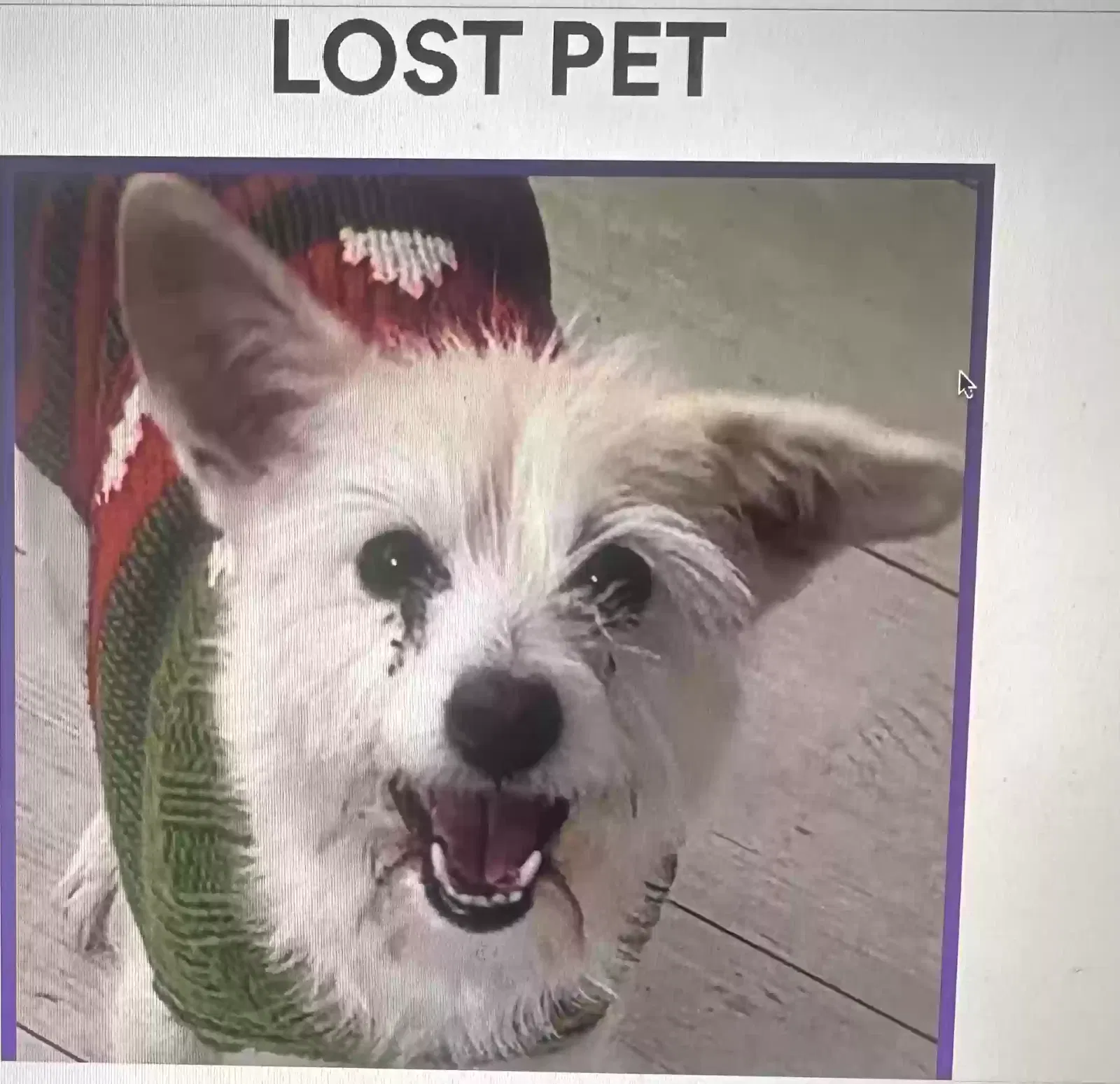 Lost dog in Park Forest, IL, 60466