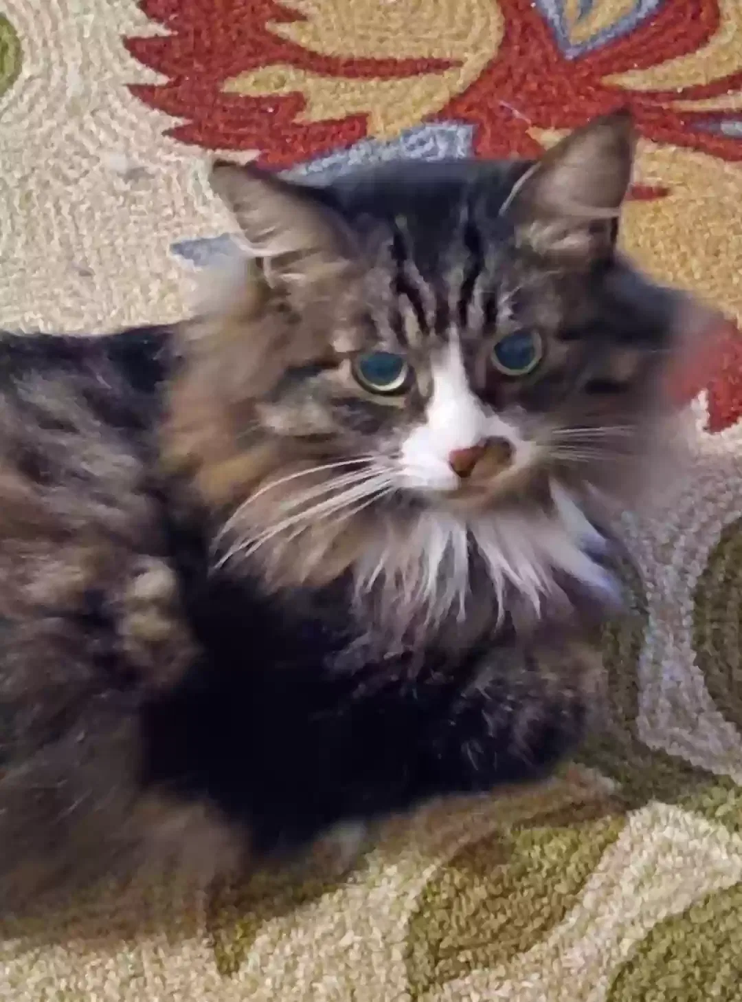 Lost cat in Pearl, MS, 39208