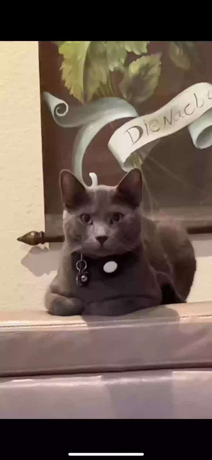 Lost cat in Highland, CA, 92346