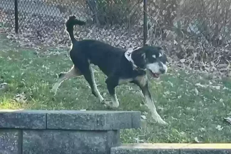 Lost dog in Des Moines, IA, 50315