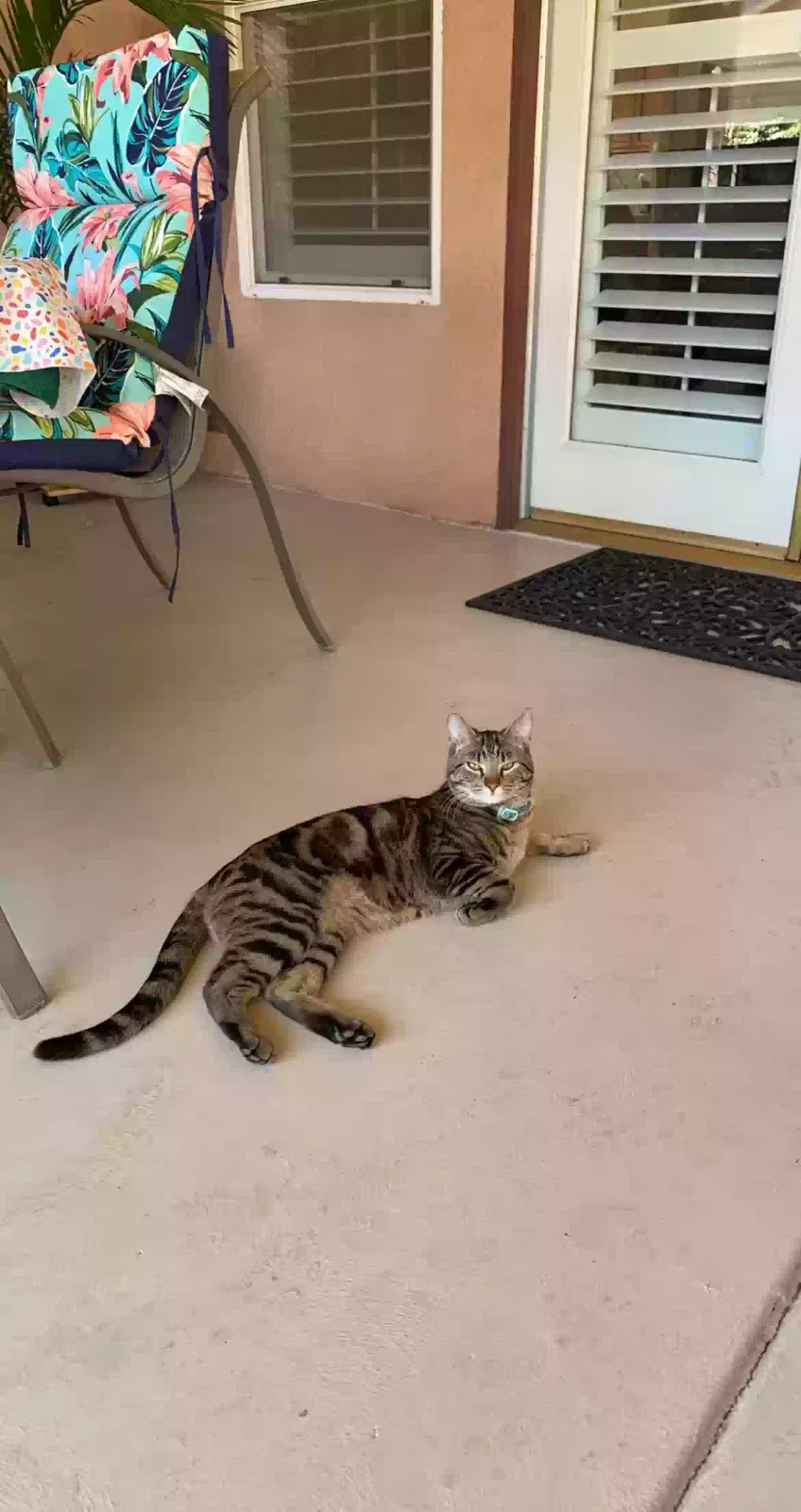 Lost cat in Bakersfield, CA, 93313