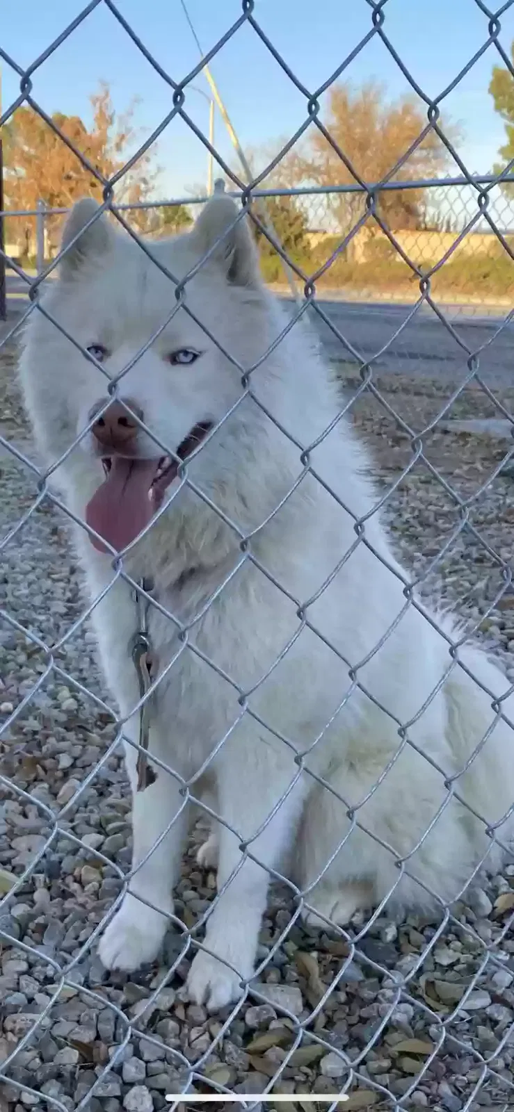 Found dog in Lancaster, CA, 93536