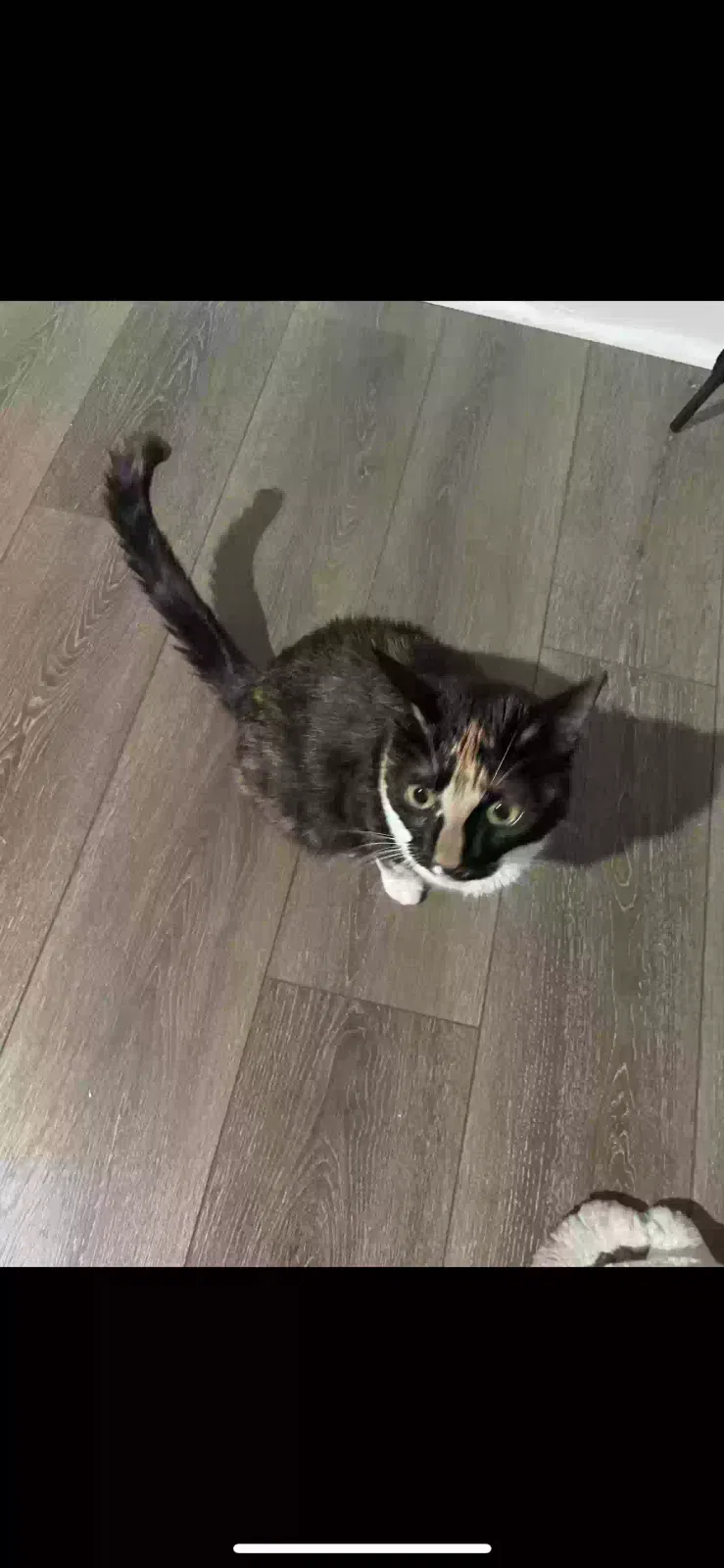 Lost cat in Upper Darby, PA, 19082
