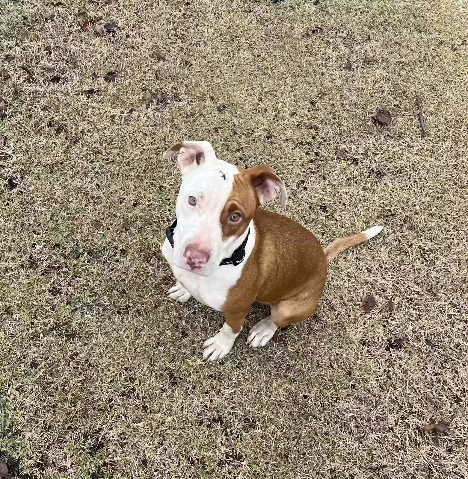 Found dog in Norman, OK, 73072