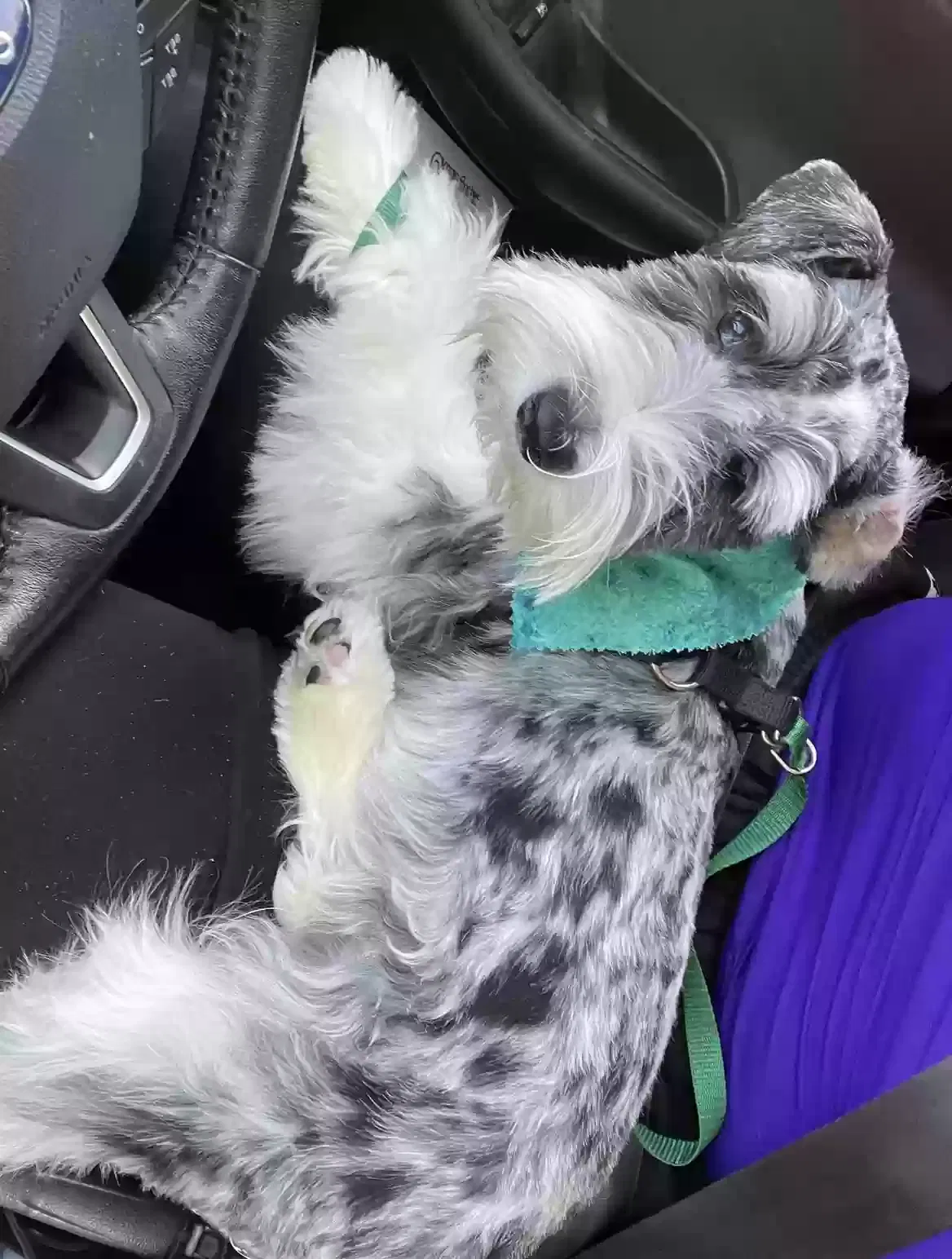 Lost dog in Katy, TX, 77494