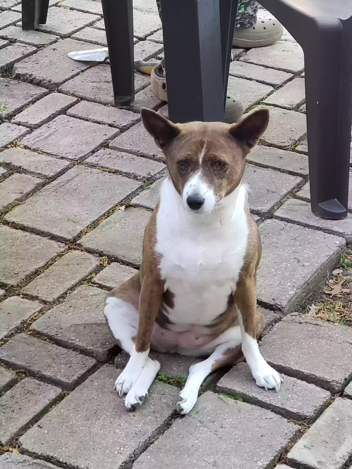 Lost dog in Duncanville, TX, 75137