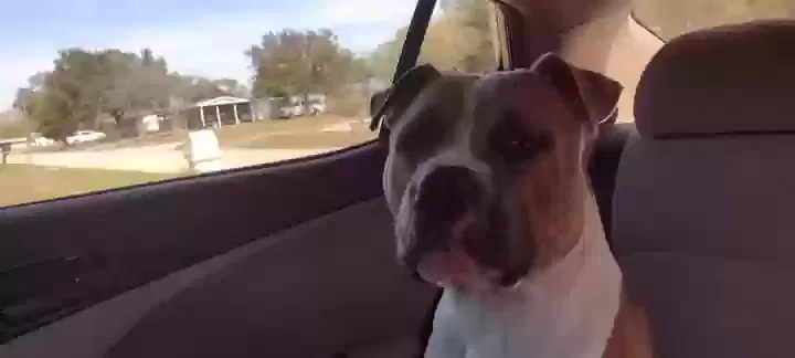 Lost dog in Palm Bay, FL, 32905