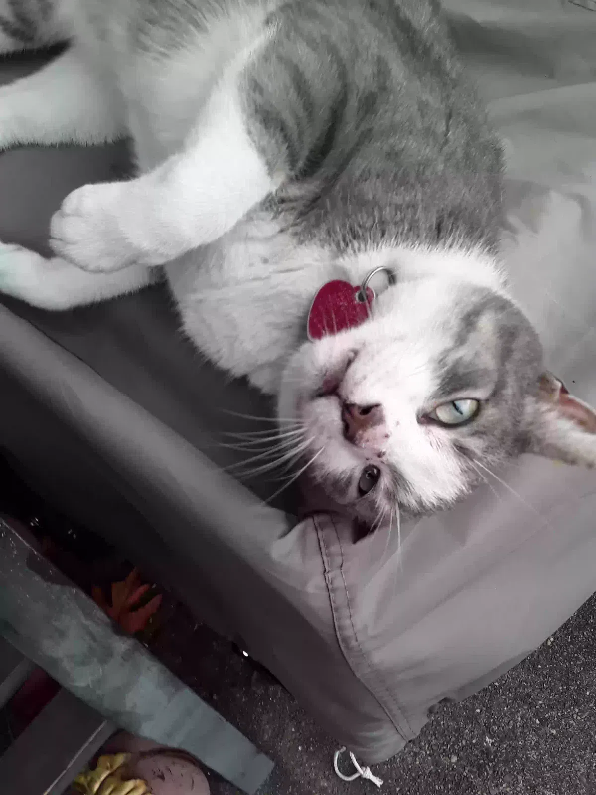 Lost cat in Upper Darby, PA, 19082