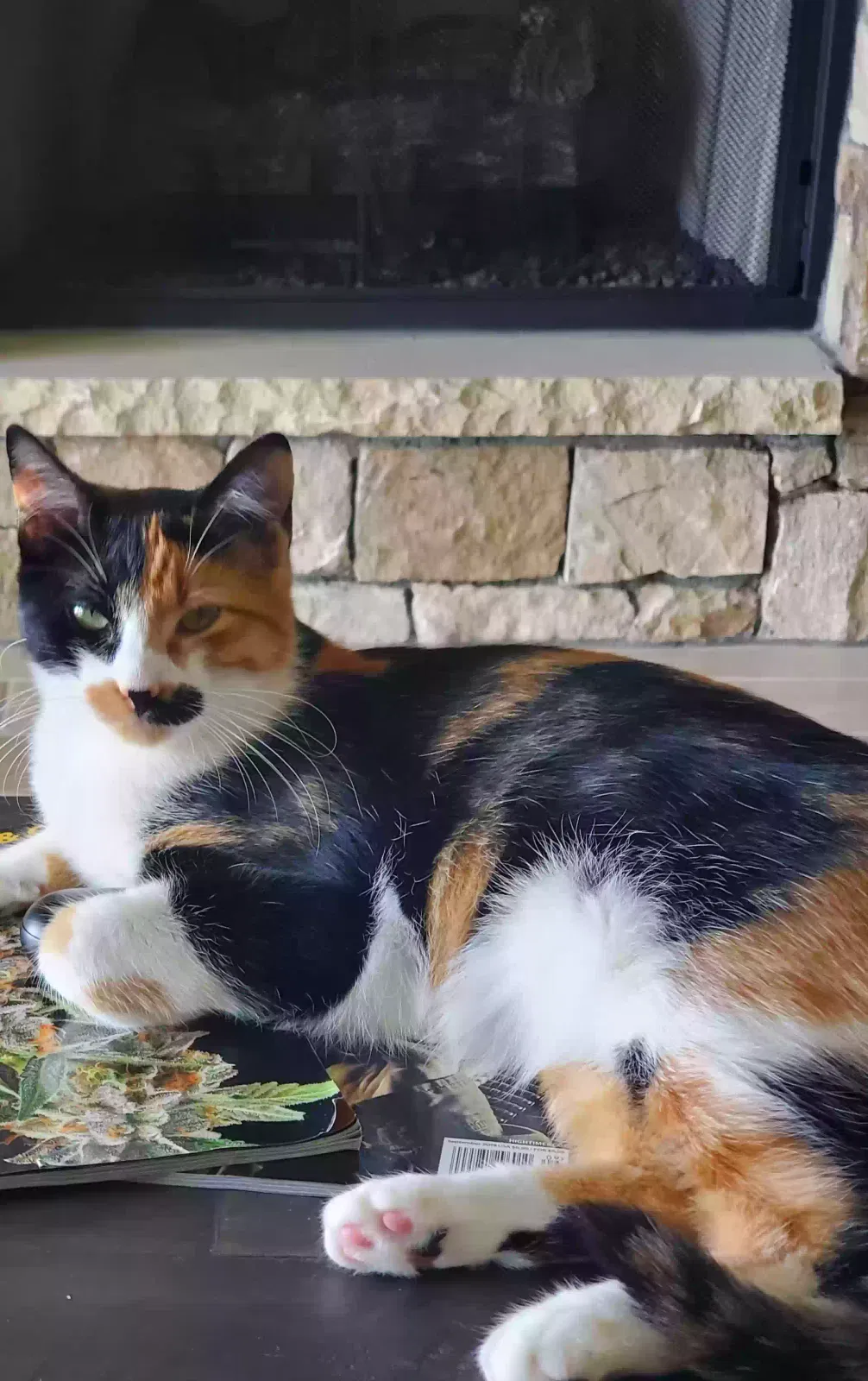 Lost cat in Broken Arrow, OK, 74014