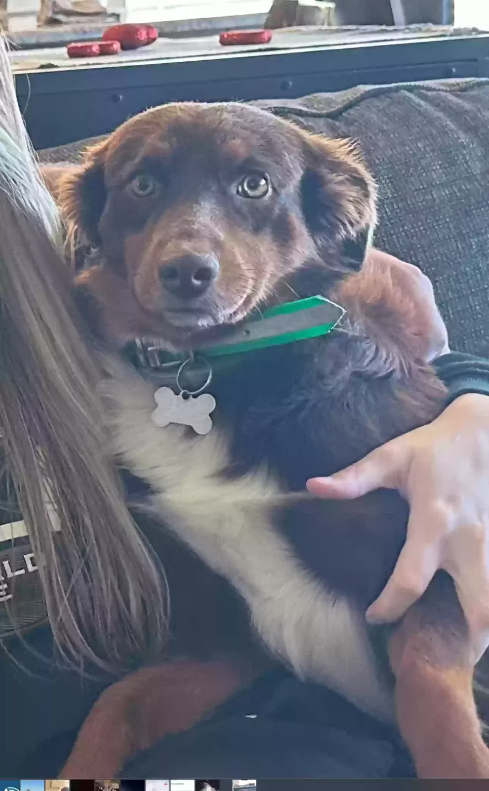 Lost dog in Sachse, TX, 75048