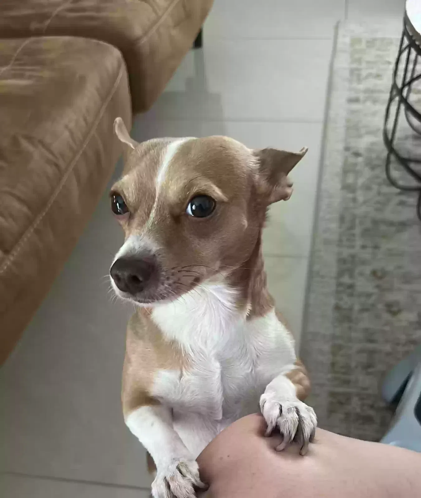 Lost dog in Miami, FL, 33127