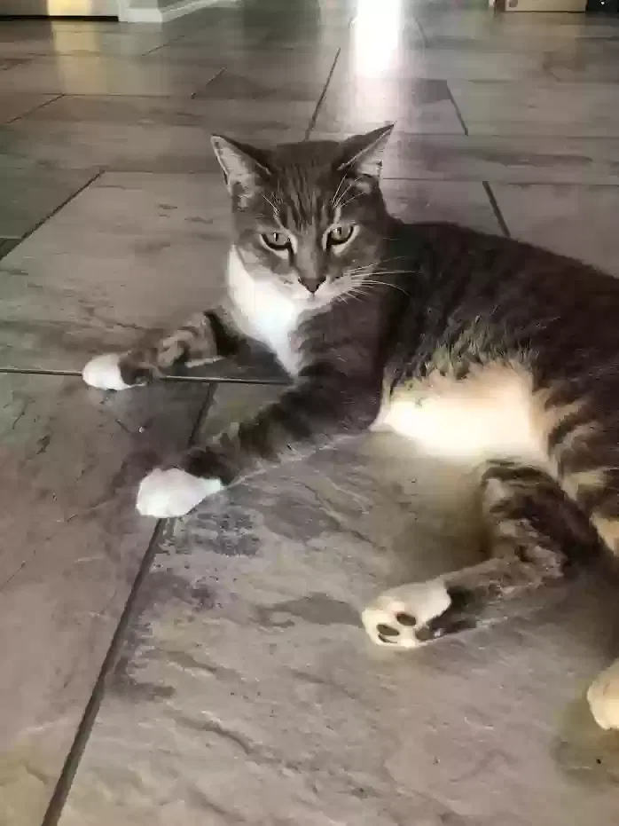 Lost cat in Arlington, TX, 76017
