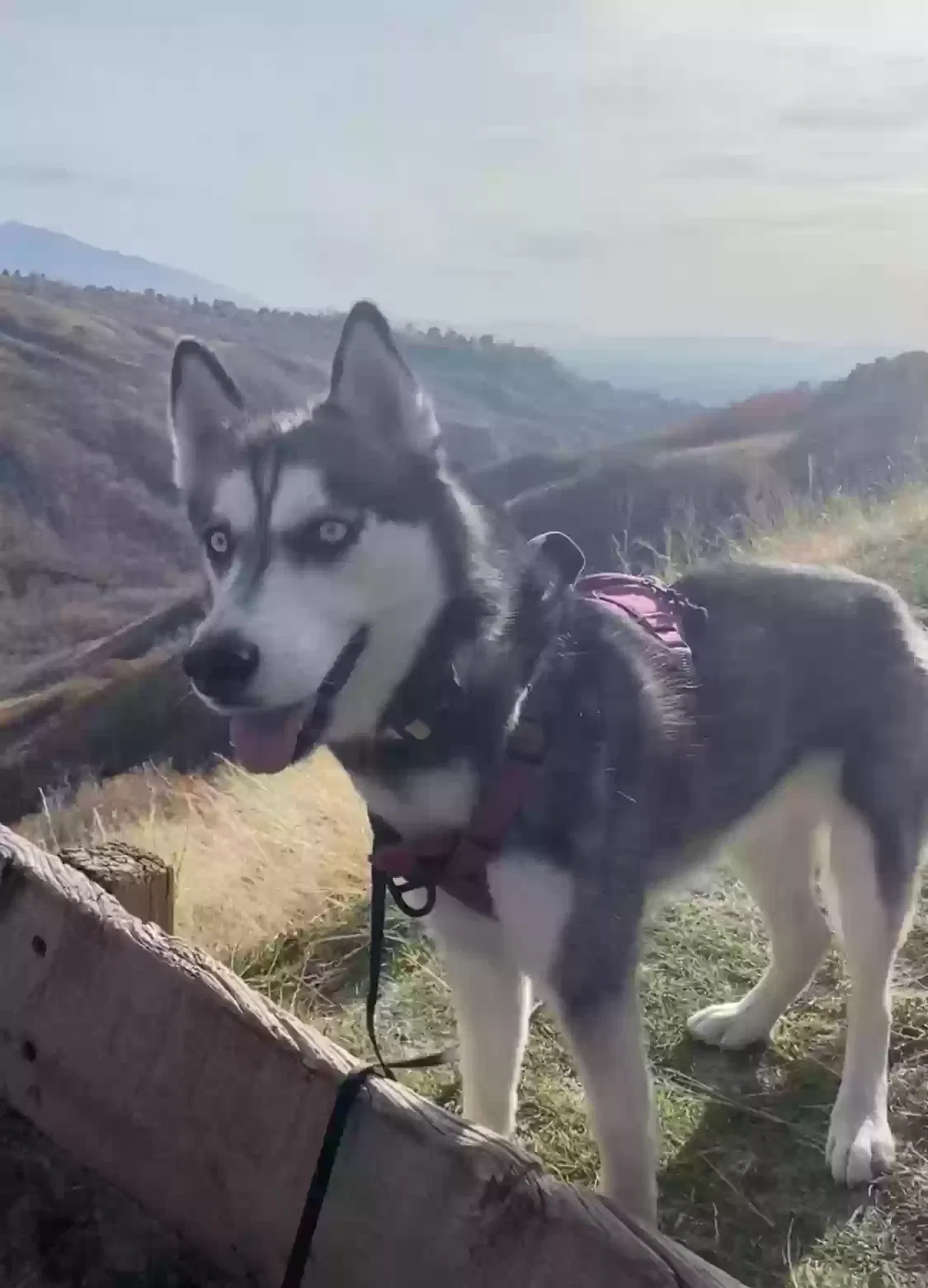 Lost dog in Salt Lake City, UT, 84116