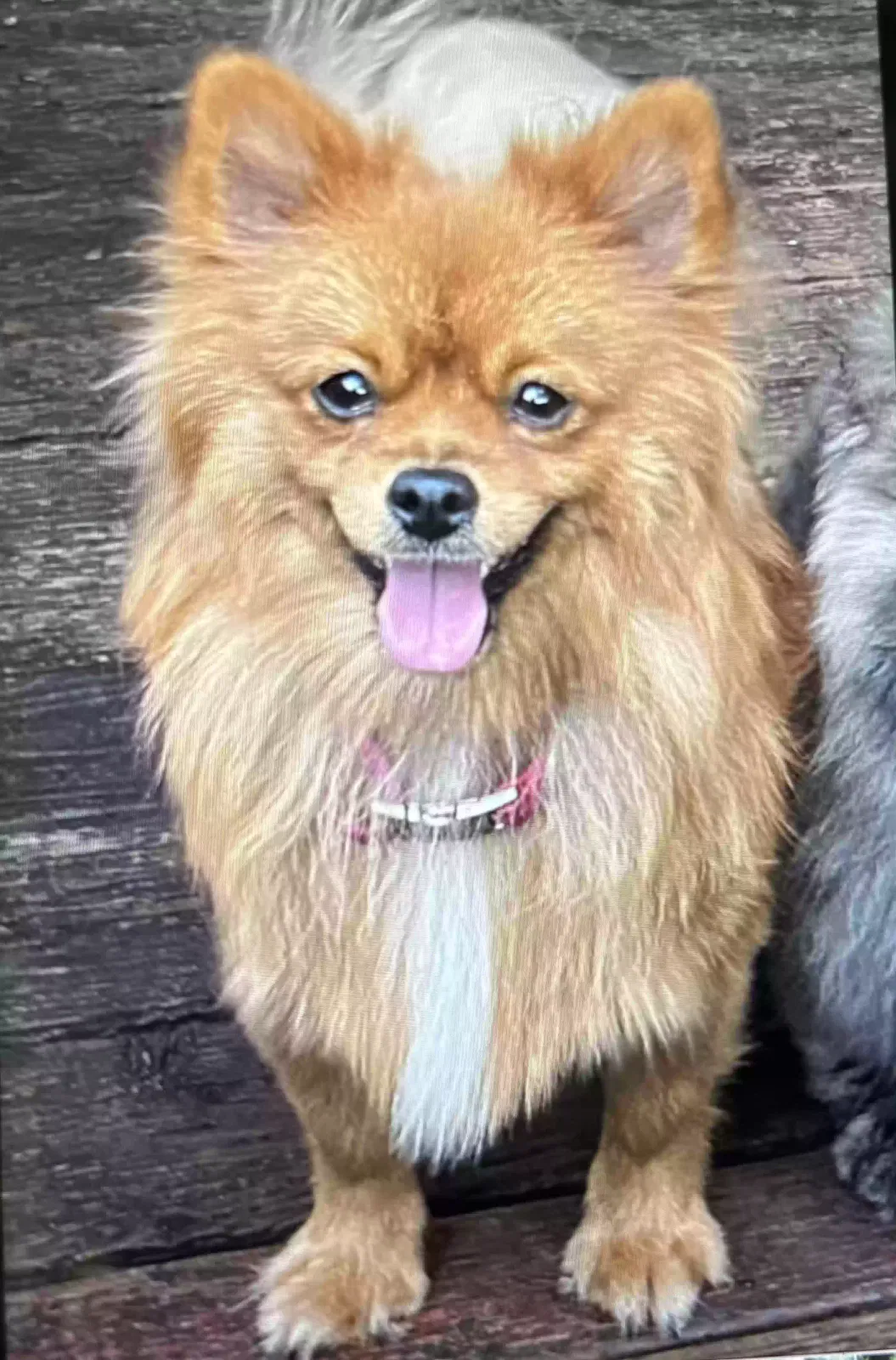 Lost dog in Red Bluff, CA, 96080