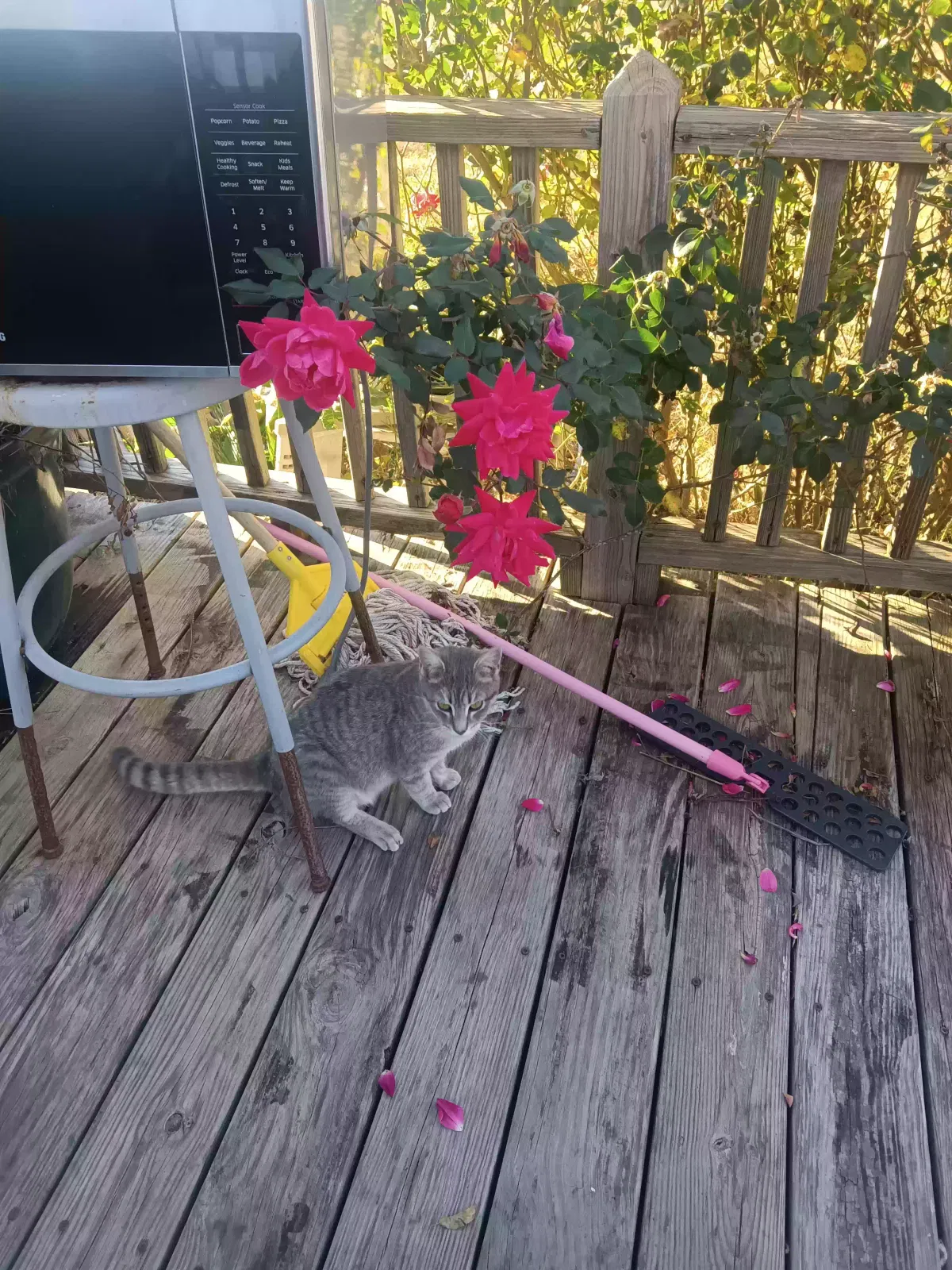 Lost cat in Iva, SC, 29655