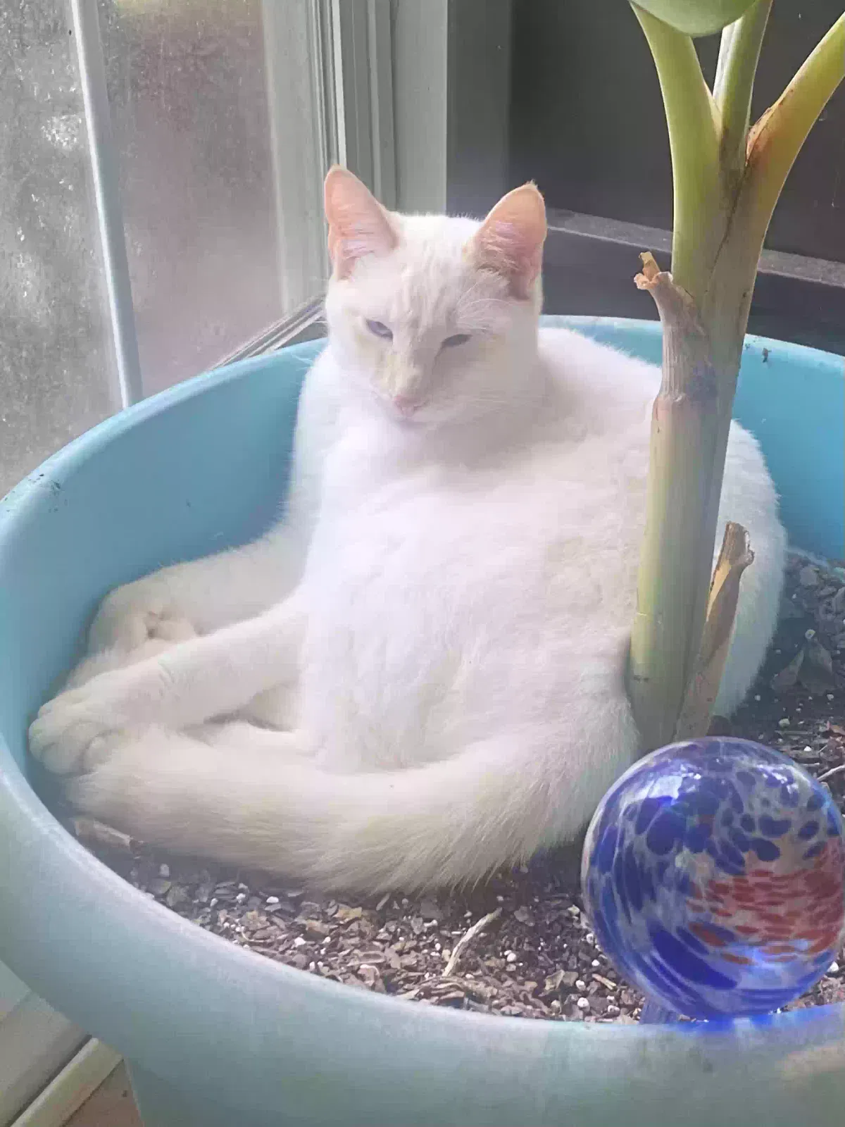 Lost cat in Deatsville, AL, 36022
