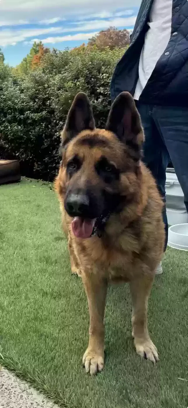Lost dog in Stockton, CA, 95205