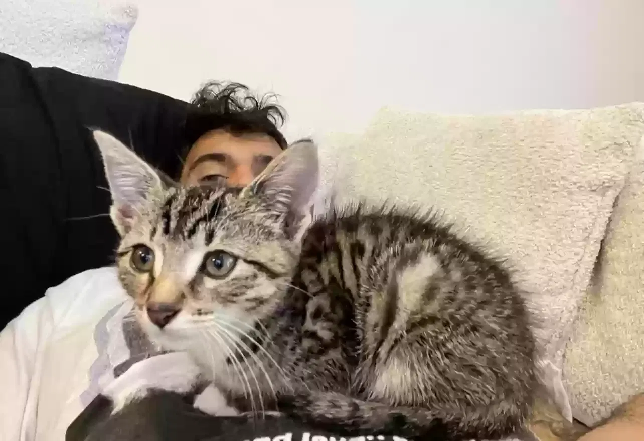 Lost cat in Suffolk, VA, 23435