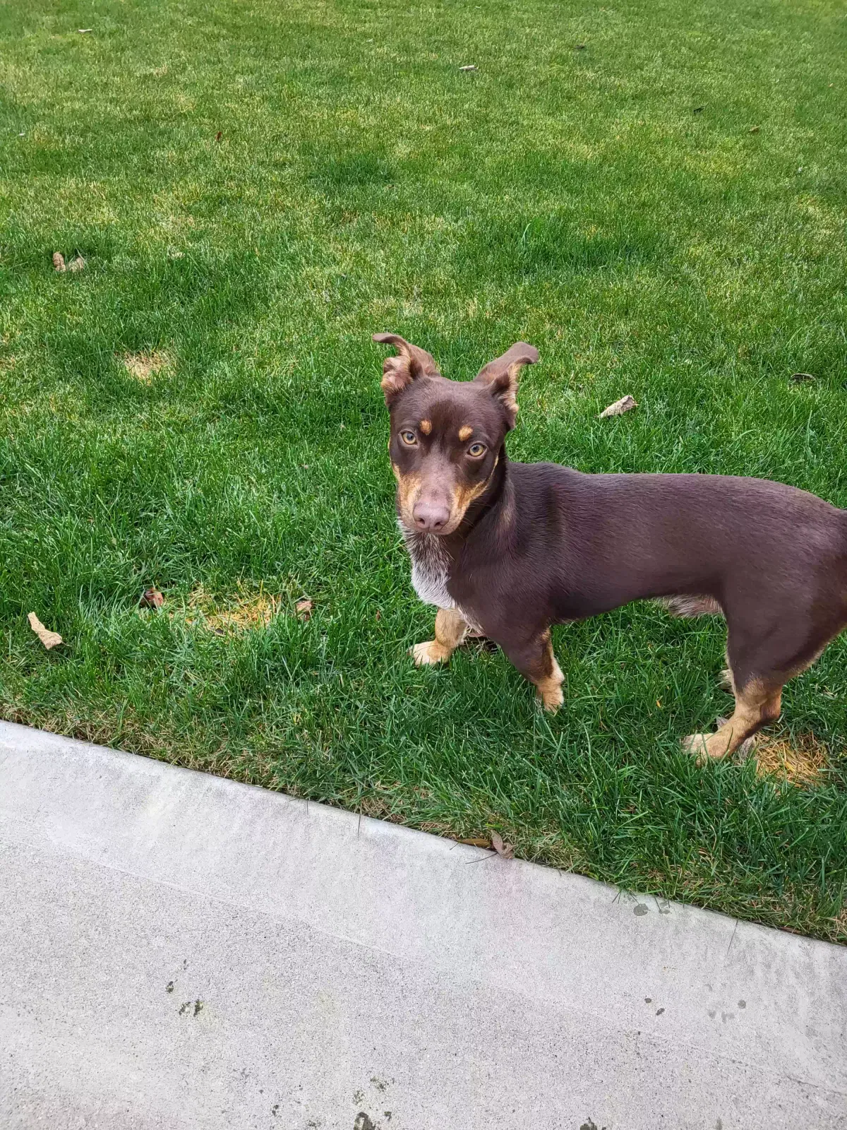 Found dog in Lexington, KY, 40509