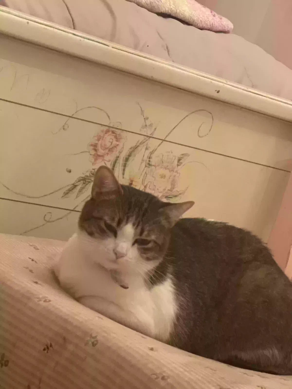 Lost cat in Oklahoma City, OK, 73120