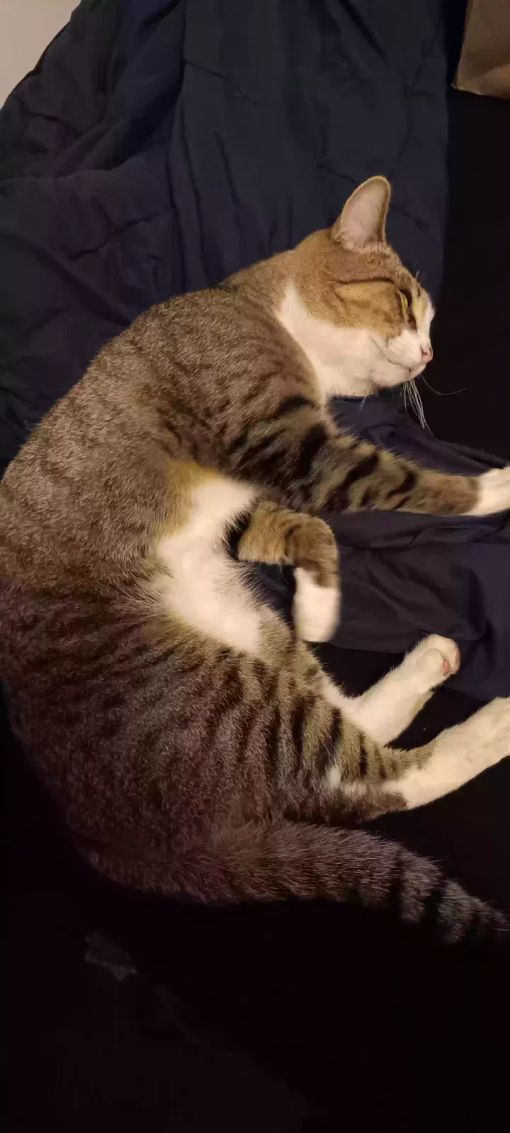 Lost cat in Rome, GA, 30161