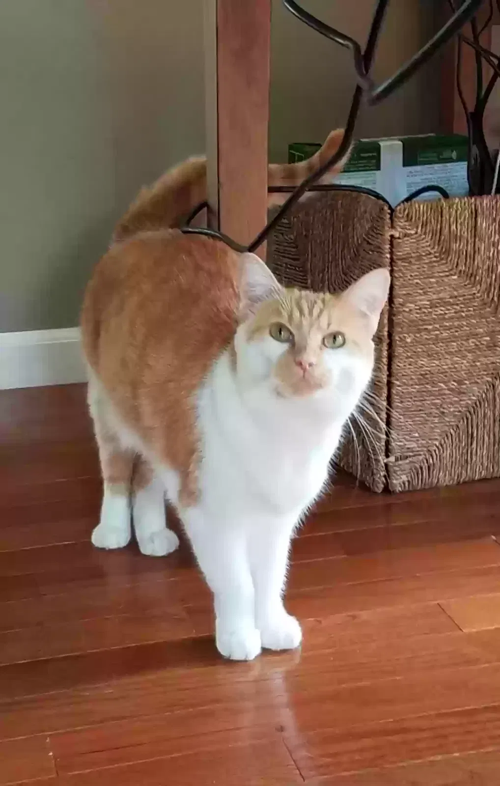 Lost cat in Lakeview, OH, 43331