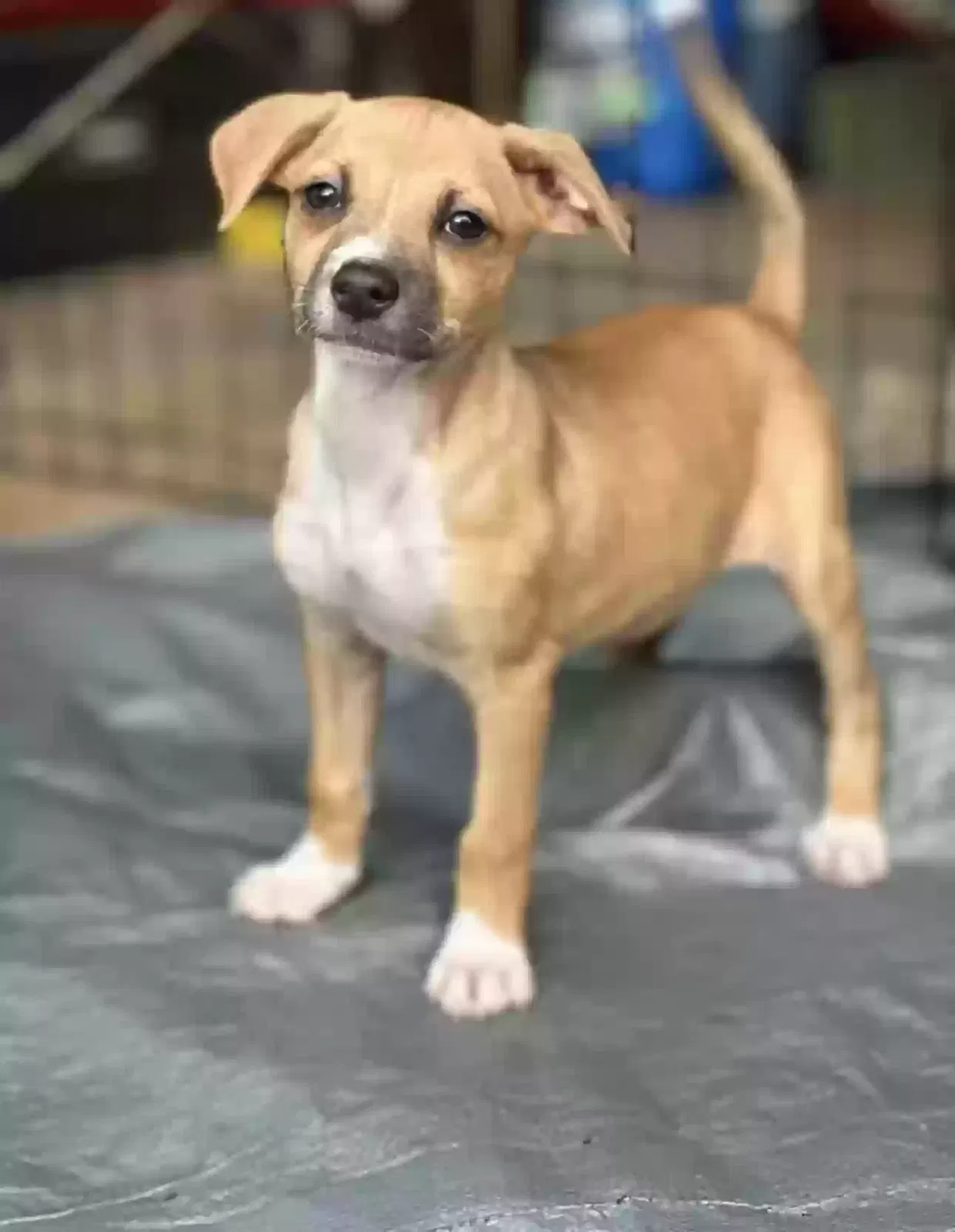 Lost dog in Buford, GA, 30519