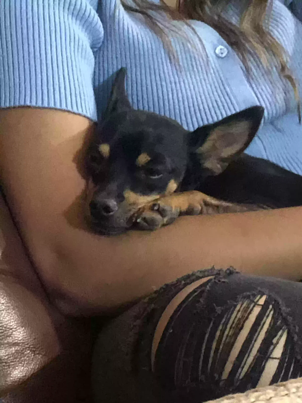 Lost dog in Hanford, CA, 93230