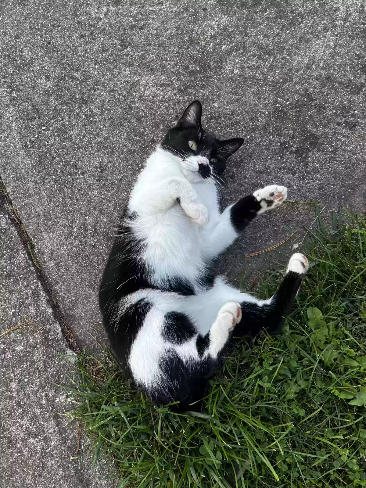 Lost cat in Clarksville, OH, 45113