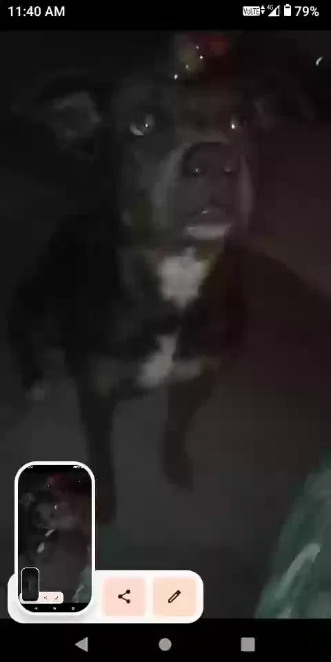 Lost dog in Bakersfield, CA, 93304