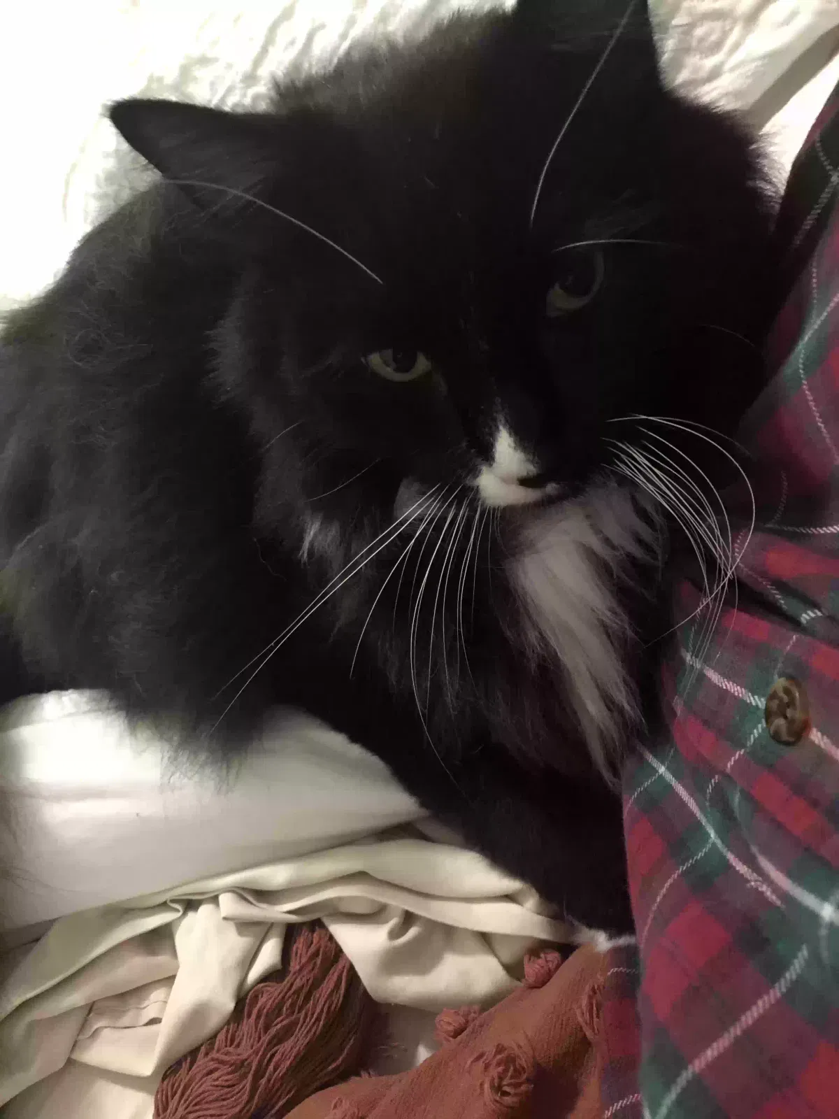 Lost cat in Mansfield, TX, 76063