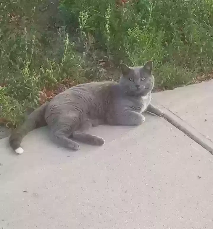 Lost cat in Pueblo, CO, 81008