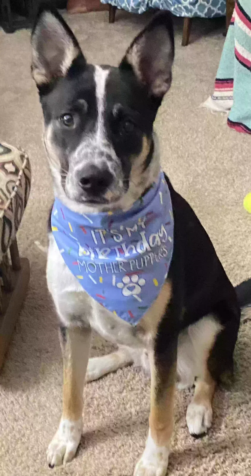 Lost dog in Sioux Falls, SD, 57110