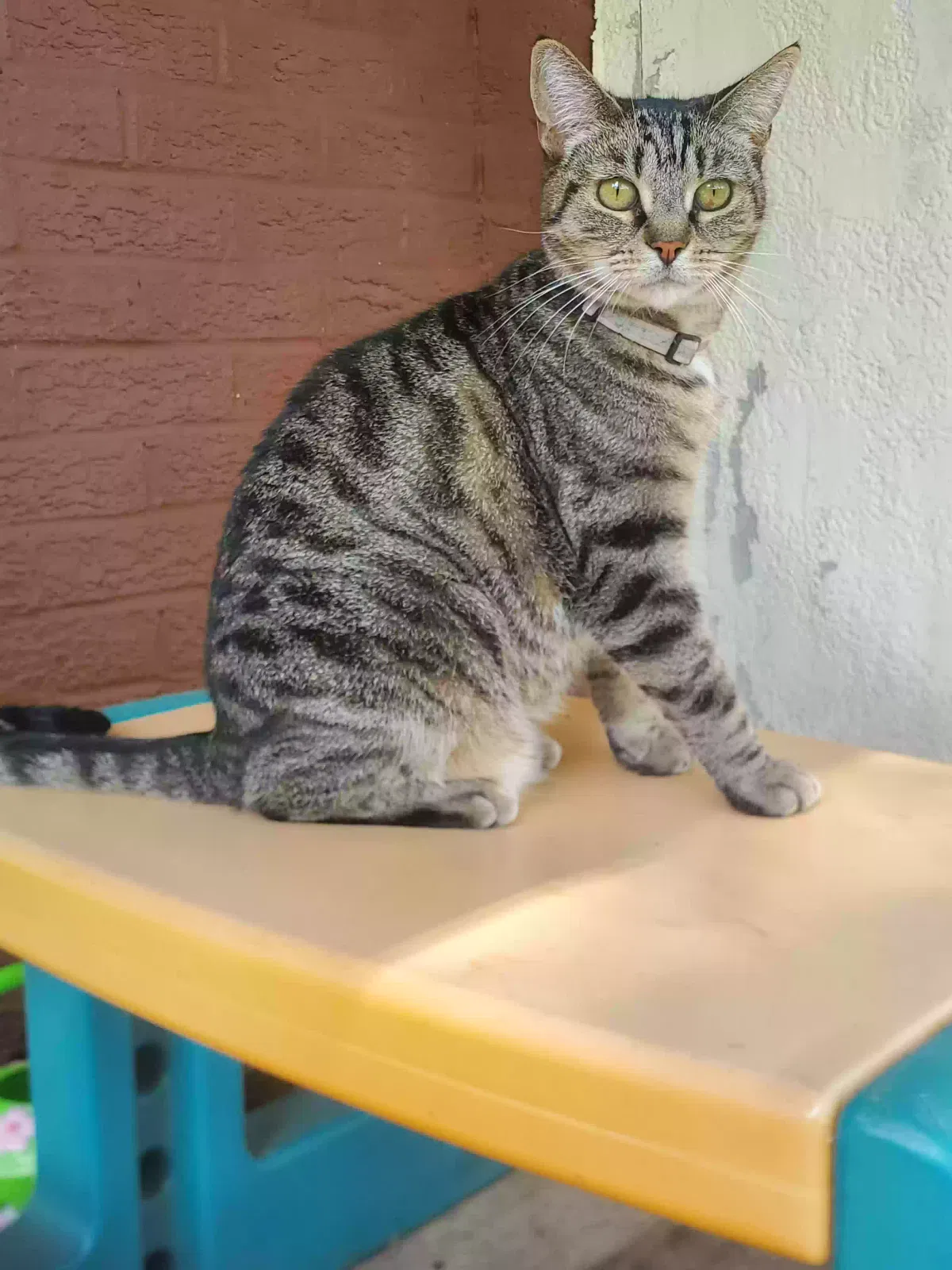 Lost cat in Ypsilanti, MI, 48197