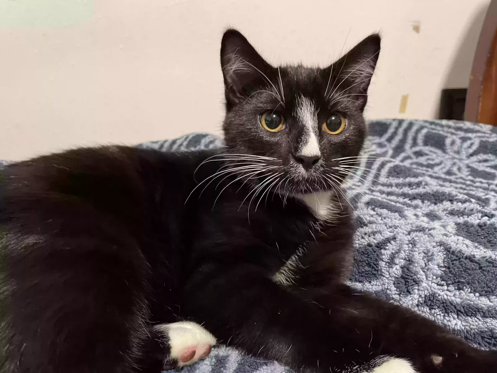 Found cat in Vancouver, WA, 98661