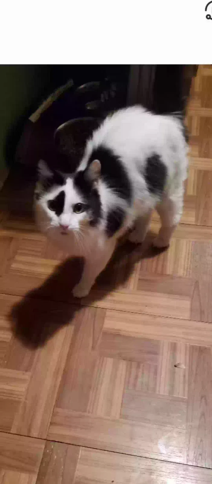 Lost cat in Mooresville, NC, 28117