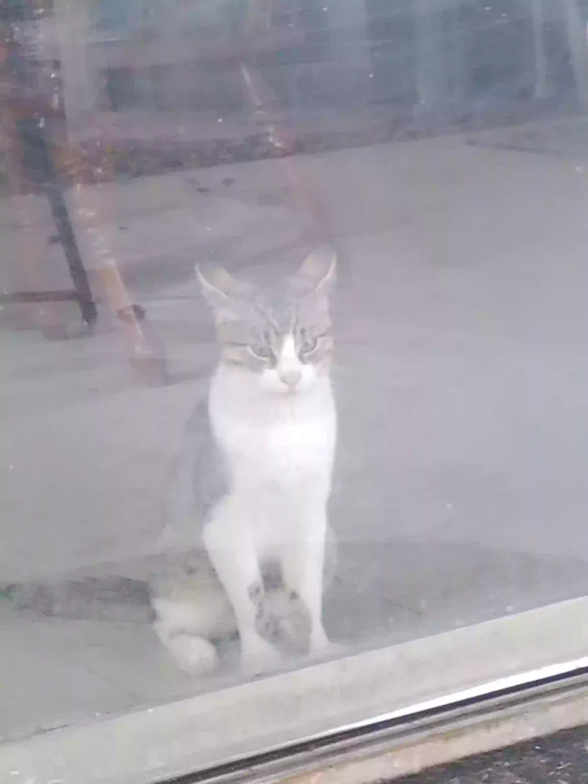 Lost cat in San Antonio, TX, 78239