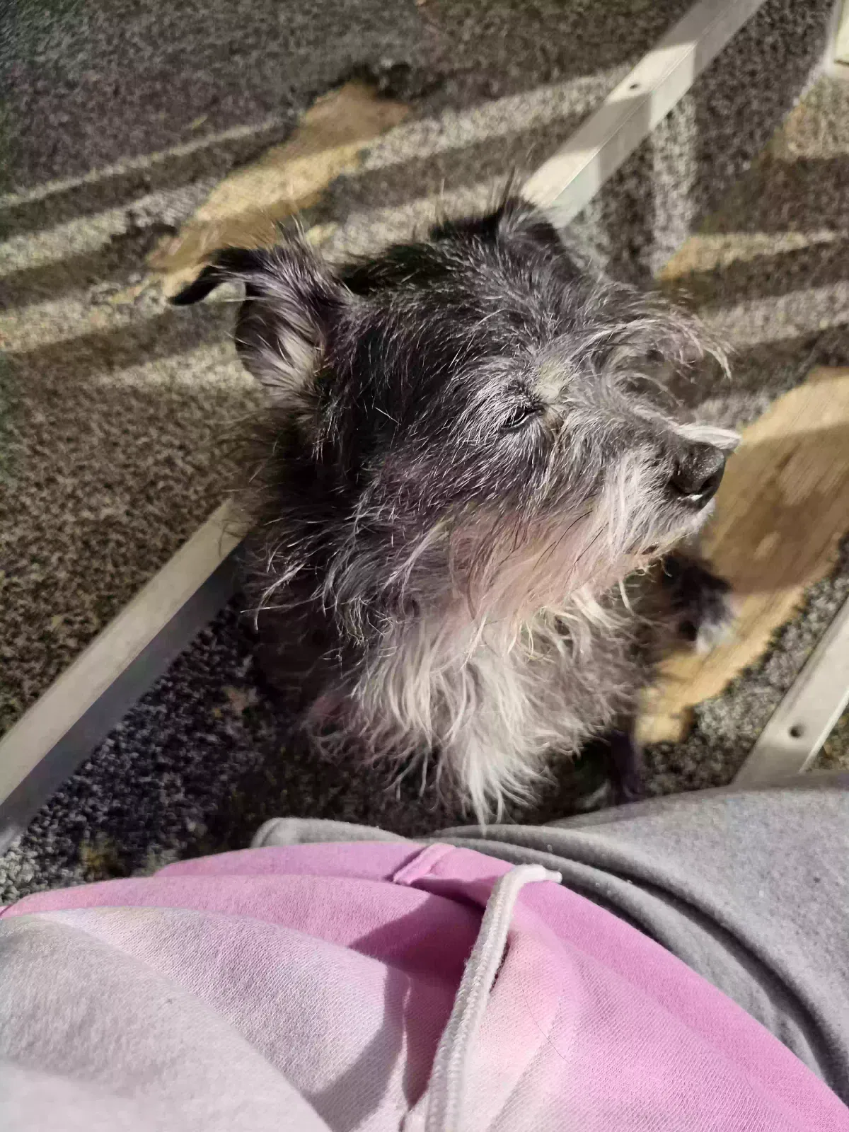 Lost dog in Orange, CA, 92867