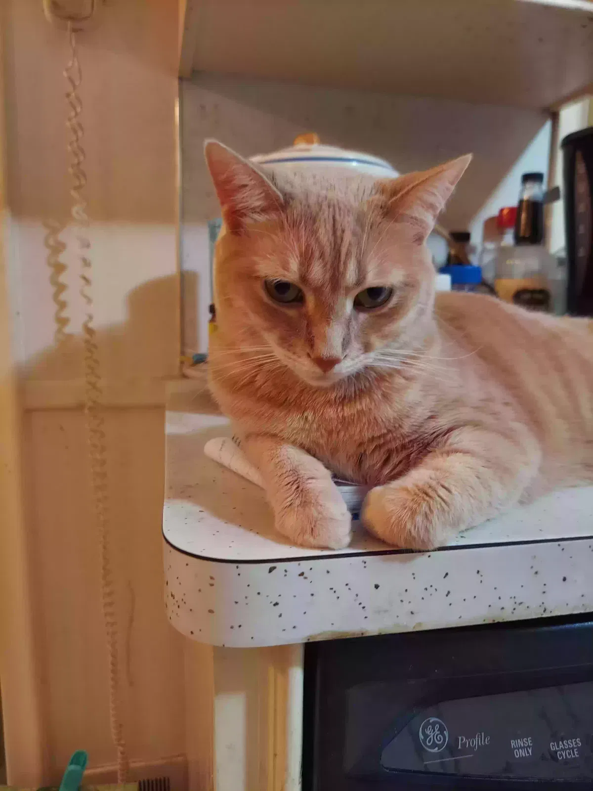 Lost cat in Grosse Pointe, MI, 48236