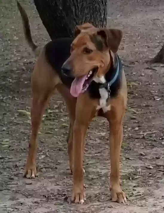 Lost dog in Arlington, TX, 76017