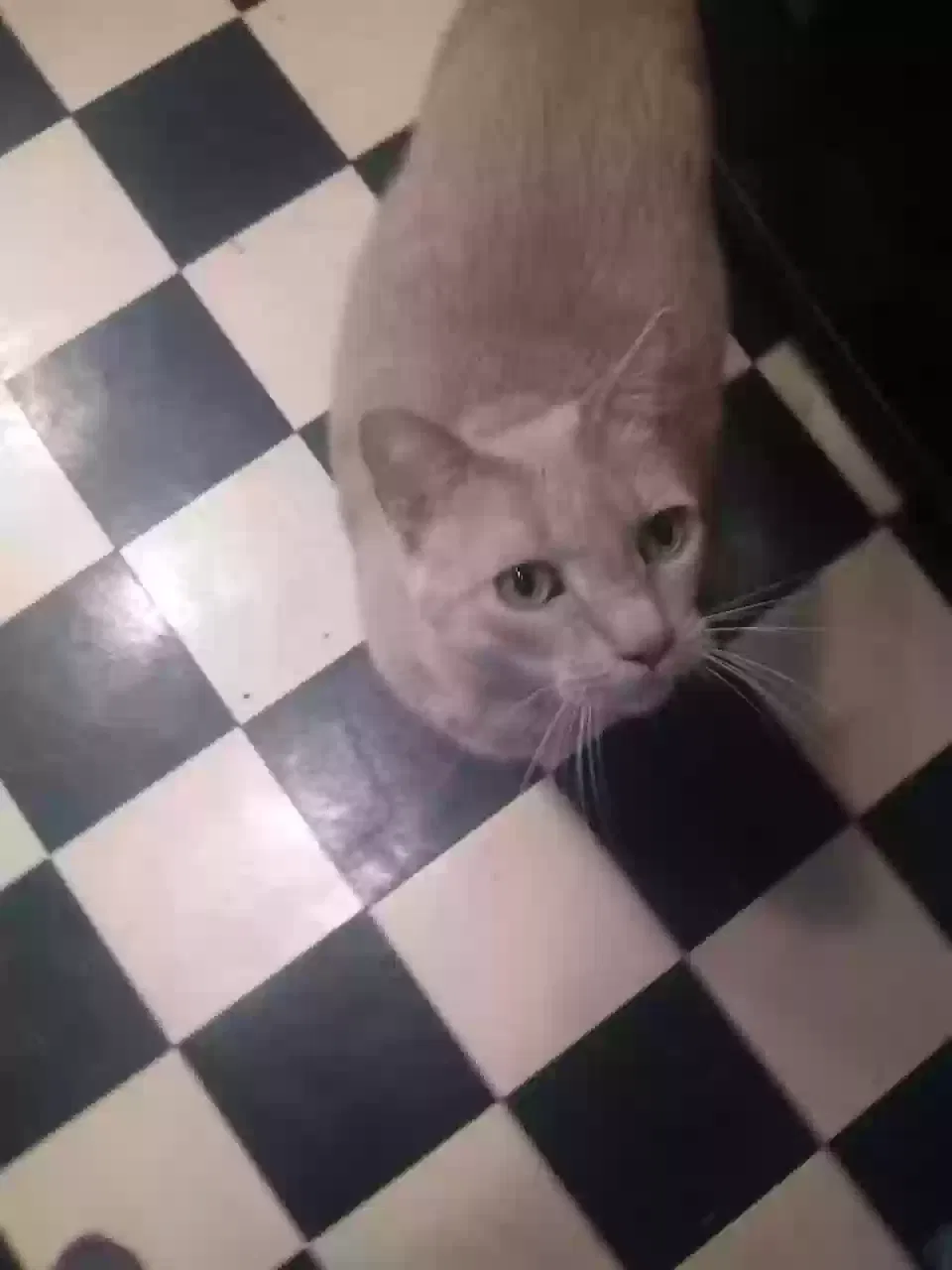 Lost cat in Santa Monica, CA, 90404