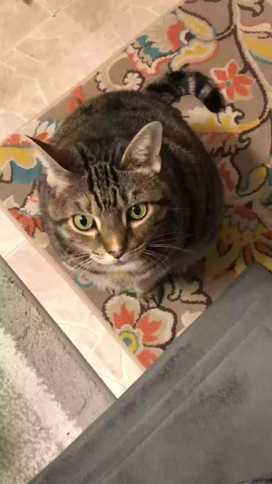 Lost cat in Henrico, VA, 23228