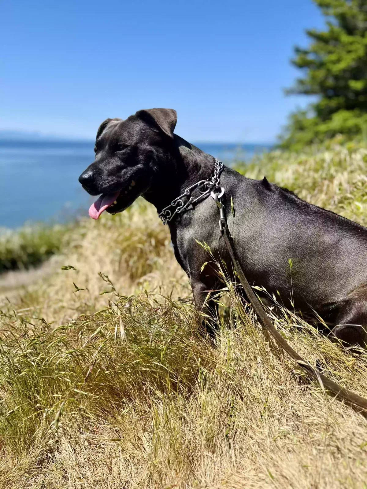 Lost dog in Port Orchard, WA, 98366