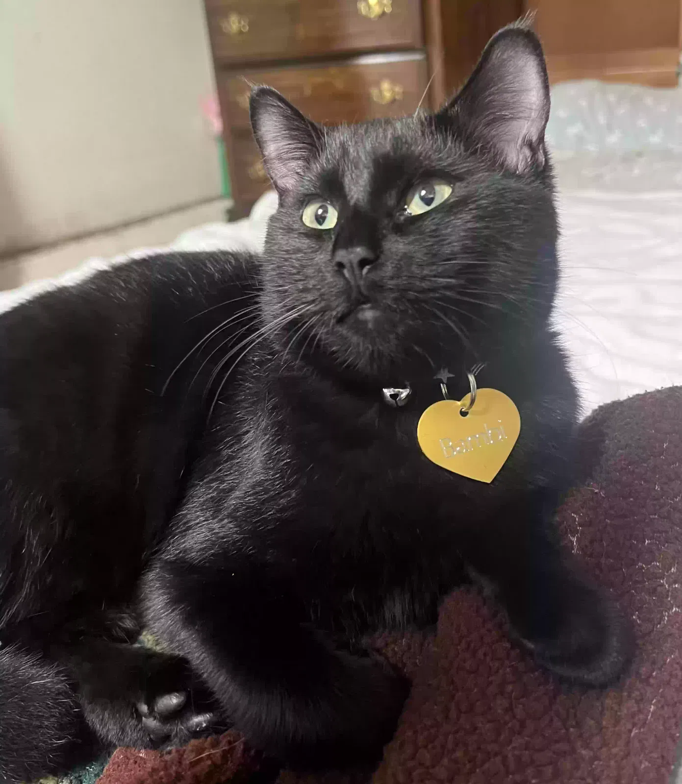 Lost cat in Hayward, CA, 94541