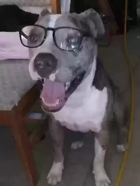 Lost dog in Tonopah, AZ, 85354