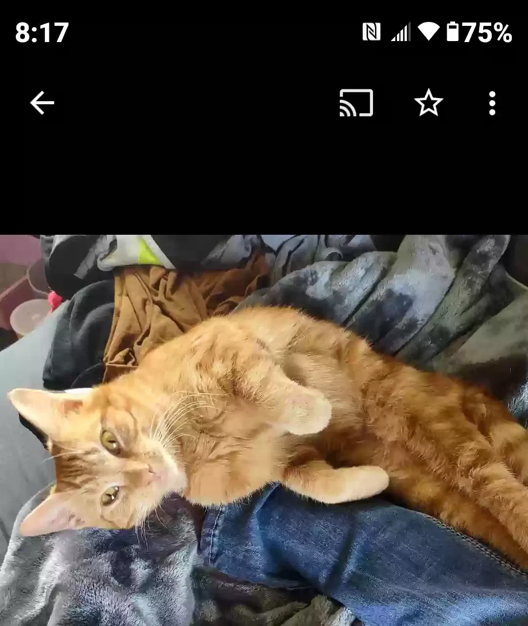 Lost cat in Clarksville, IN, 47129