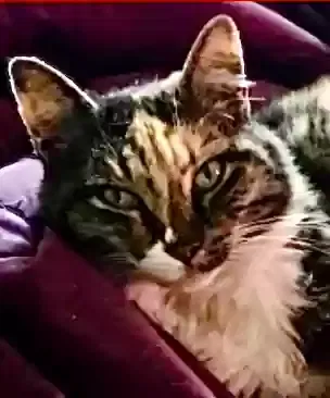 Lost cat in Concord, CA, 94520