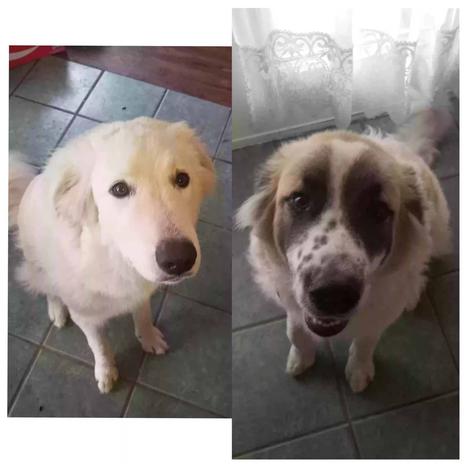 Lost dog in Garland, TX, 75044