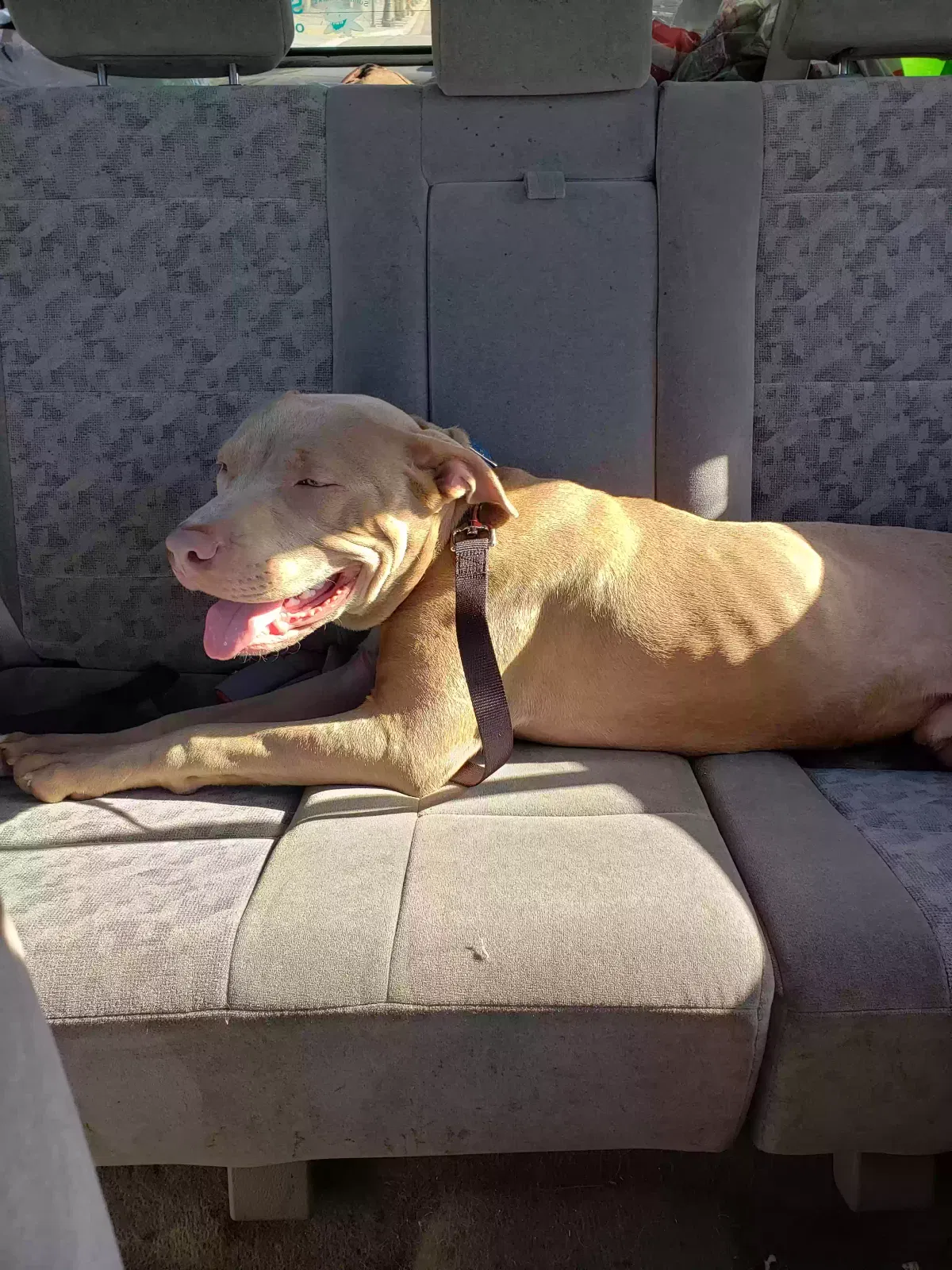 Found dog in San Bernardino, CA, 92410