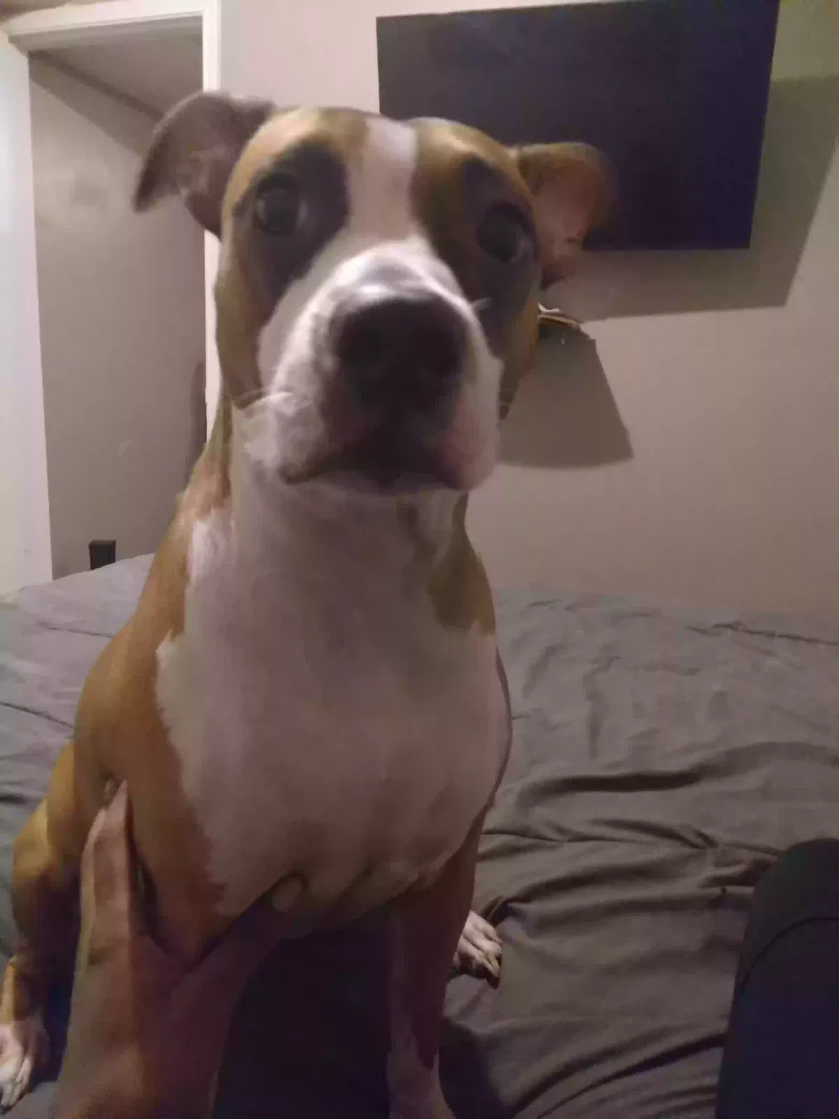 Lost dog in Lewisville, TX, 75057